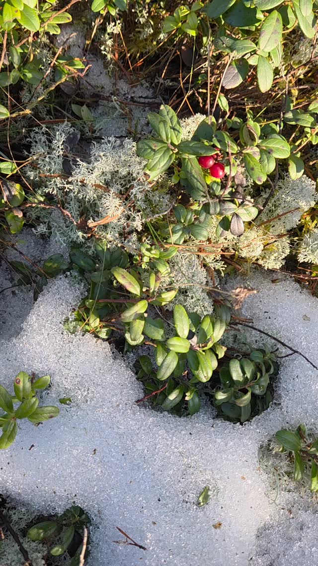 Out in the forest today. So many signs of spring. 💚
----
Täna metsas jalutuskäigul. Nii palju märke kevadest.